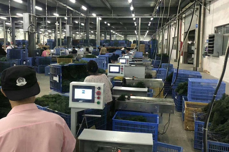 Christmas tree production